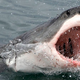 Image for article titled Shark Week Programming Preview